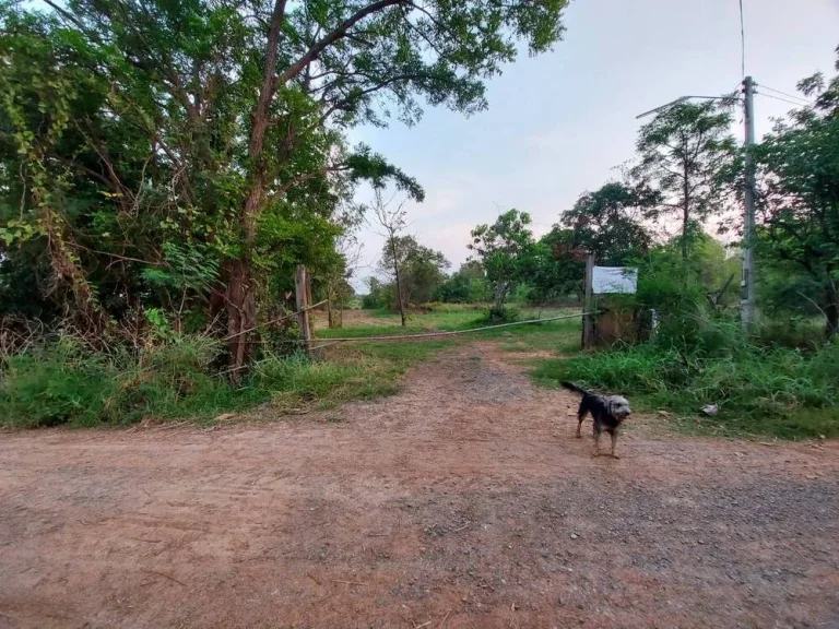 ขายที่ดินในตัวเมือง บรรยากาศดี ที่สวย เหมาะสำหรับทำหมู่บ้านจัดสรร รีสอร์ท หรือทำธุรกิจได้หลายอย่าง อเมือง จชัยภูมิ