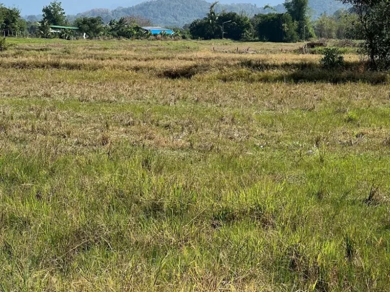 ขายที่ดินด้านหลังวิวภูเขา ที่ดินอยู่บ้านบุ่ง ตสาริกา อเมืองนครนายก จนครนายก