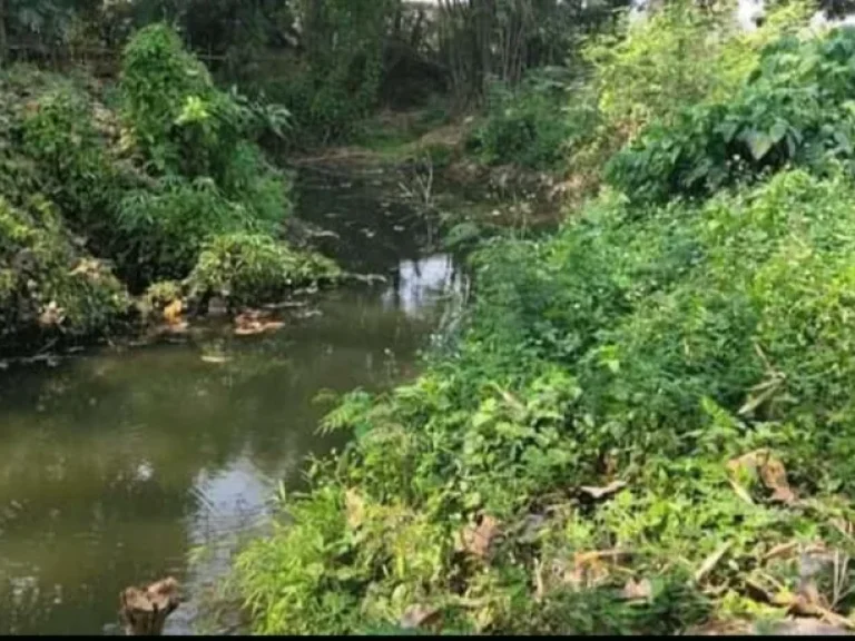 ขายที่สวนลำใยติดลำเหมืองห่างถนนหลักเพียง100เมตรแม่ออนค้าขายได้