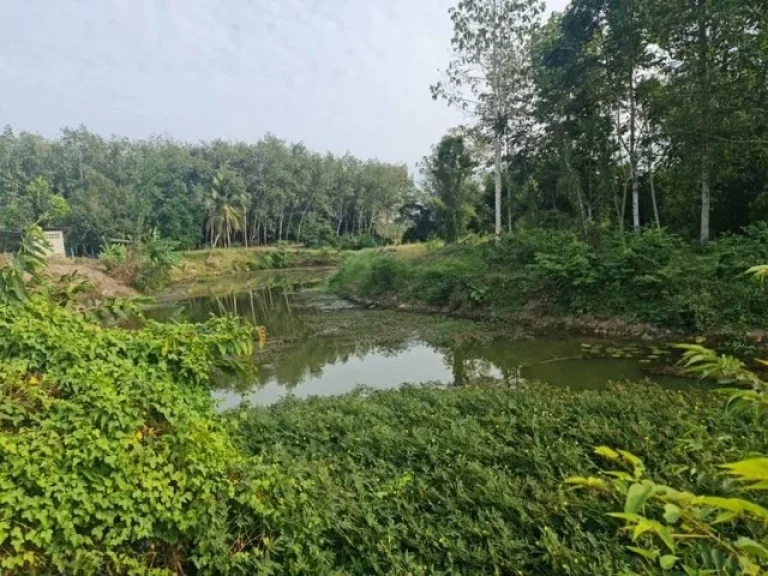 ขายที่ดินสวนผสม ที่สวนทุเรียน แปลงเล็ก ที่ดินติดทางสาธารณะ มีโฉนด พร้อมโอน วังจันทร์ ระยอง