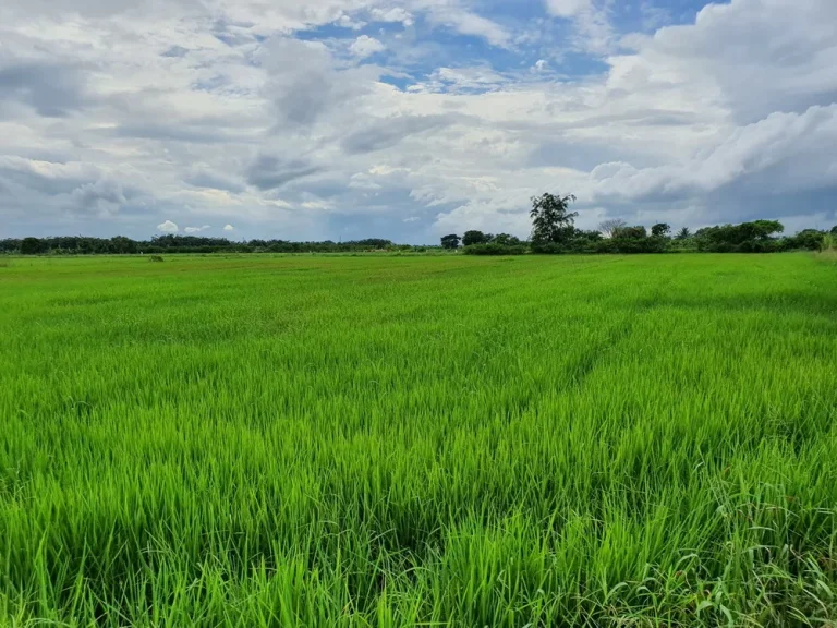 ติดคลองดินท่าสาร บางปลาขวา ติดทาง บรรยากาศธรรมชาติท้องทุ่ง 6ไร่ 182 ตรว