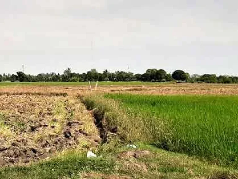 ขายที่นาติดแหล่งน้ำ ตศรีประจันต์ อศรีประจันต์ สุพรรณบุรี