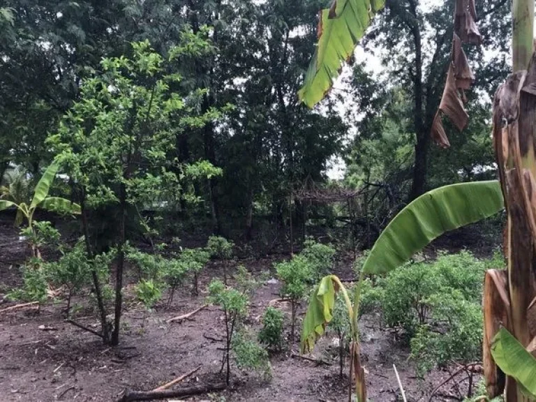 ขายที่ดิน คลองสิบสามคลอง13 ถนนลำลูกกา เขตหนองจอก กรุงเทพมหานคร