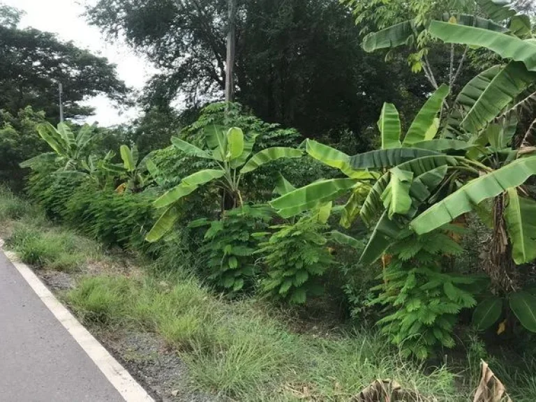 ขายที่ดิน คลองสิบสามคลอง13 ถนนลำลูกกา เขตหนองจอก กรุงเทพมหานคร