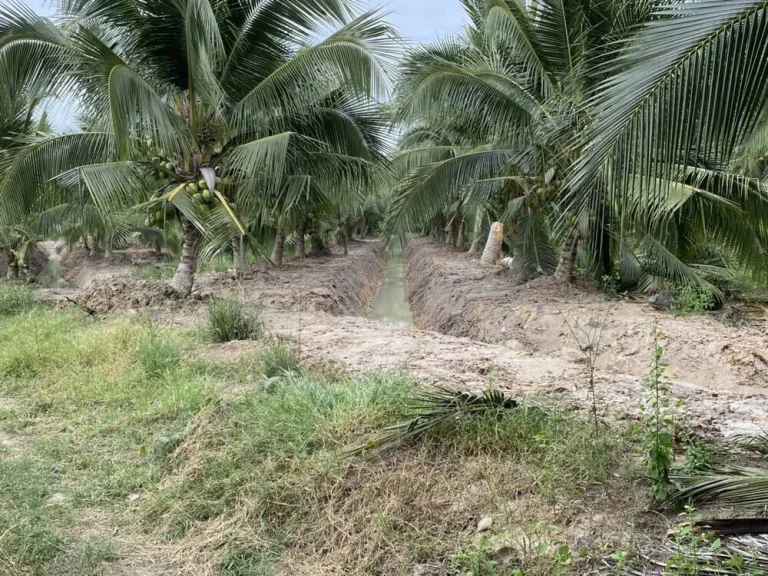 ด่วน ขายที่ดินสวย ทำเลดี บรรยากาศดี อำเภอหนองราชวัตร สุพรรณบุรี