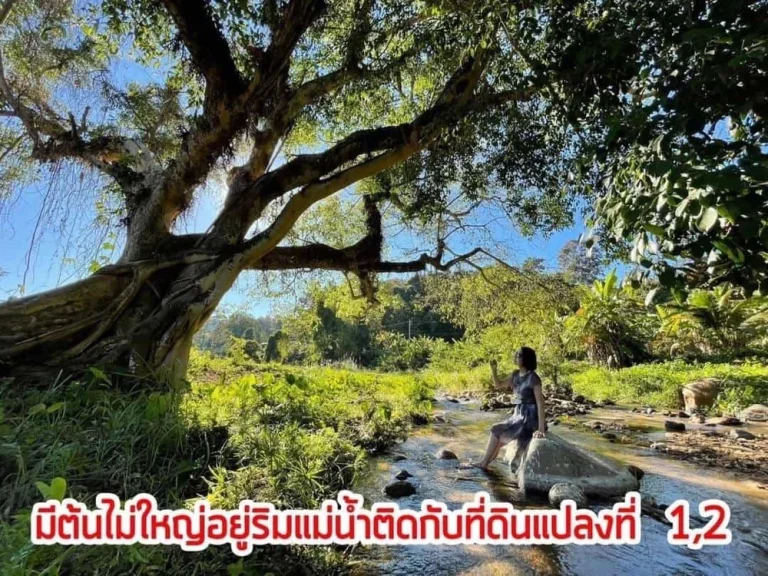 ขายที่ดินติดลำธาร มีต้นไม้ใหญ่ โขดหิน น้ำใสไหลเย็นทั้งปี หลังที่ดินติดภูเขามีน้ำไหลผ่าน อดอยสะเก็ด เชียงใหม่