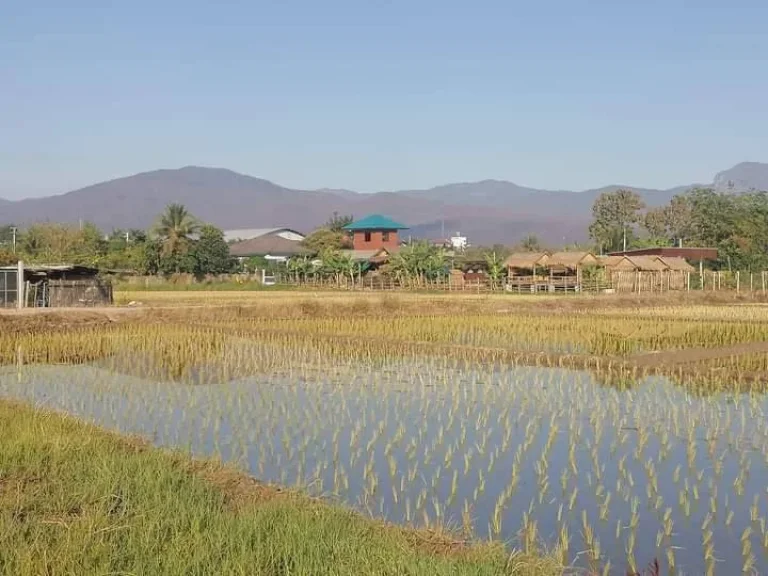 ขายที่นาถนนคอนกรีตติดลำเหมืองจอมทองวิวดอยโฉนดพร้อมโอนราคาถูก