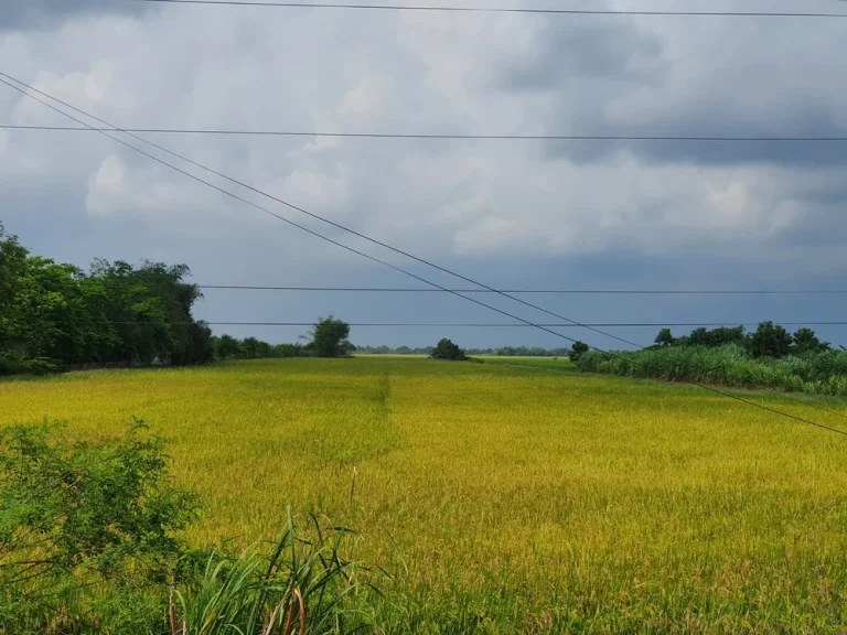 ขายด่วน ขายที่ดินปทุมธานี ลำลูกกา เจ้าของขายเองติดถนนใหญ่