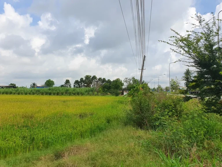 ขายด่วน ขายที่ดินปทุมธานี ลำลูกกา เจ้าของขายเองติดถนนใหญ่