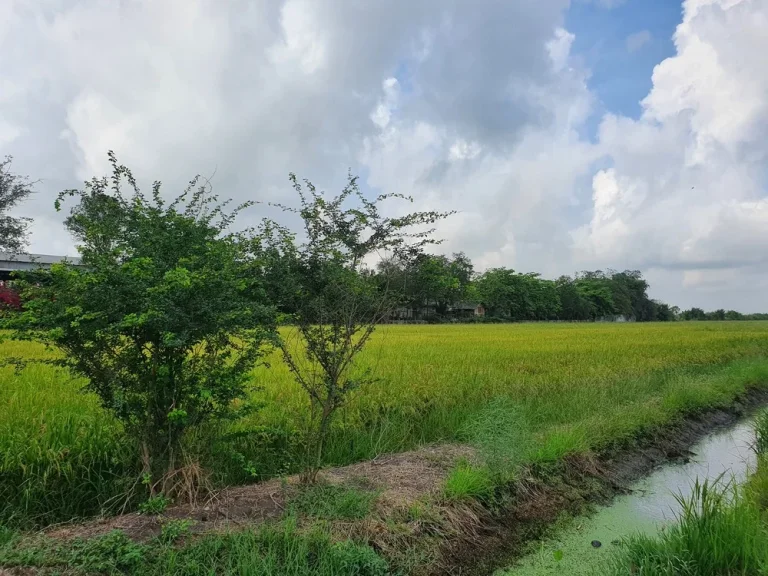 ขายด่วน ขายที่ดินปทุมธานี ลำลูกกา เจ้าของขายเองติดถนนใหญ่