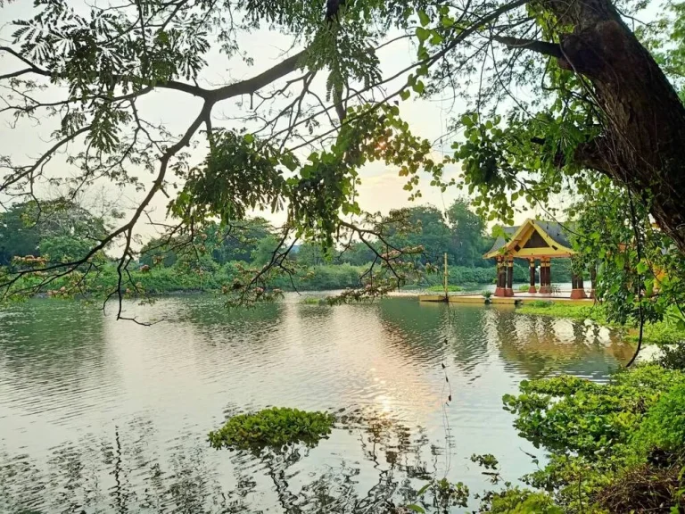 ขายถูกที่ริมน้ำสามโคก-ปทุมธานี ซอยหงษ์ทอง 1 ไร่ ที่กว้างติดน้ำสวยมาก ติดถนนคอนกรีต ถมแล้ว เหมาะสร้างบ้าน ที่ดินแวดล้อมด้วยธรรมชาติ ใกล้เส้นกาญจนา