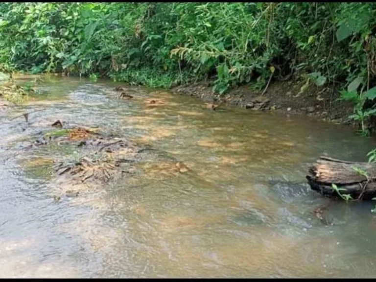 ขายที่ดินติดถนนคอนกรีตติดลำห้วยสบเปิงแม่แตงพร้อมโอน