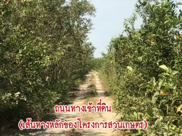 ขายที่ดินแปลงเกษตร1 ไร่ ซอยวัดบัวหวั่น จ นครปฐม เจ้าของขายเอง