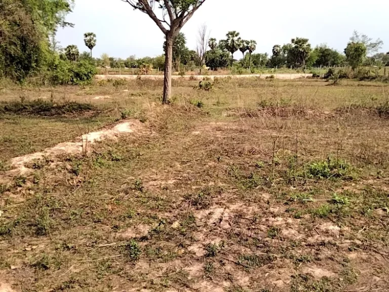 Land for sale udonthani cityขายที่ดิน 11ไร่3งาน ติดอบตนากว้าง อเมือง อุดร ไร่ละไม่ถึง3 แสนบาท