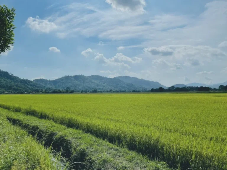 ที่ดินวิวสวย หาที่ไหนไม่ได้อีกแล้ว วิวดอกไม้ ทุ่งนา และภูเขา ตำบลสาริกา เมืองนครนายก 1 ไร่