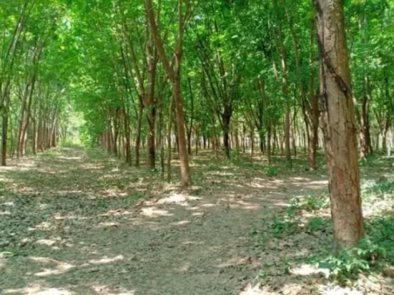 ขาย ที่ดิน ทำเลเยี่ยม ติดถนนมิตรภาพ กุมภวาปี อุดรธานี