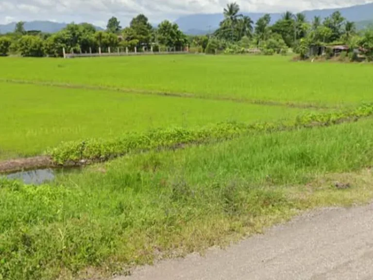 ที่นาแปลงสวย โฉนดติดถนนาดยาง มีไฟฟ้า ใกล้ชุมชน เพชรบูรณ์