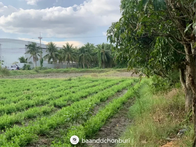 ขายที่ดินสวย ที่สุดการทำเล ติดถนน เดินทางสะดวก เมืองบางแสน ชลบุรี