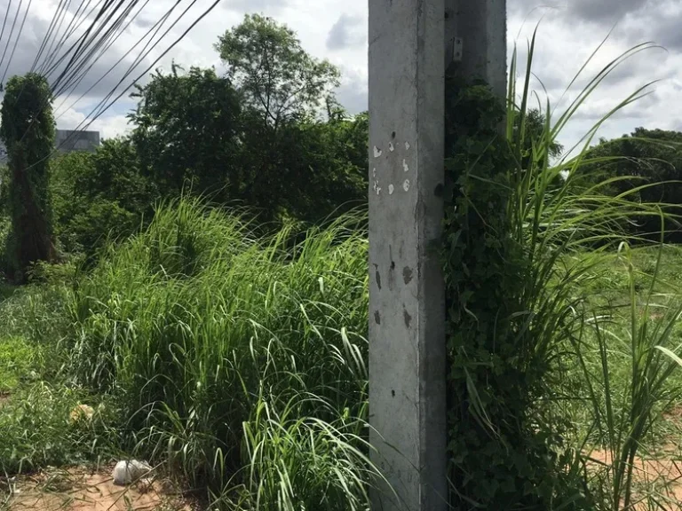 ขายที่ดิน 13 ไร่เศษ ใกล้วิหารหลวงพ่อโต วัดสรพงษ์ ติดถนนมิตรภาพ ตมะเกลือใหม่ อสูงเนิน ไร่ละ 3 ล้าน ด้านหลังติดคลอง