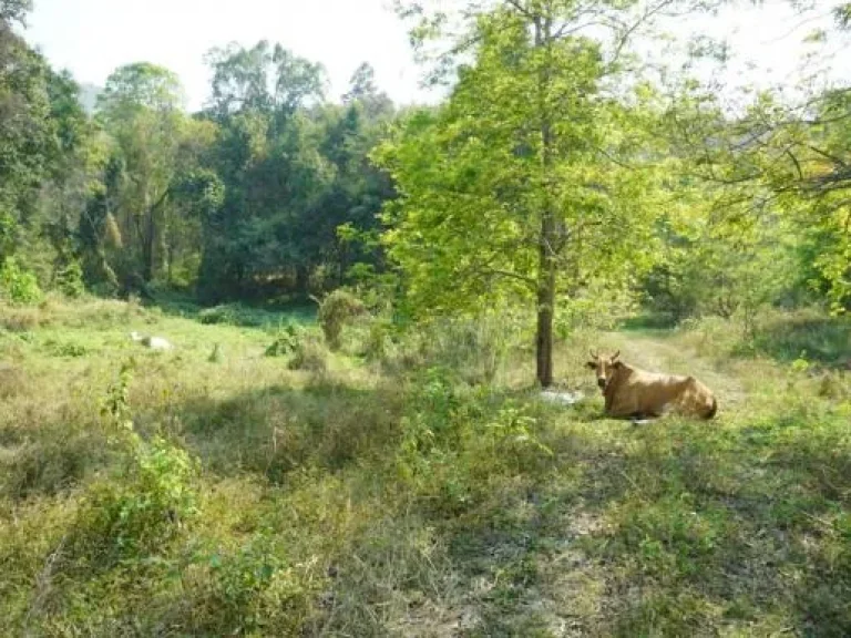 ขายที่ดิน อดอยสะเก็ด ห่างจากถนนใหญ่ 200 เมตร ทางหลวงหมายเลข 4062