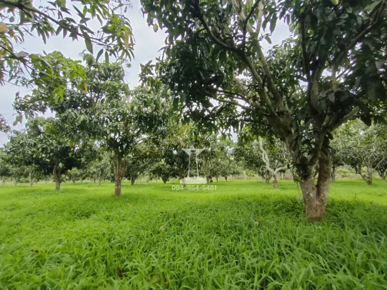 ขายที่ดินพร้อมสวนมะม่วง 5 ไร่ ถนนธนะรัชต์ ฝั่งเขาใหญ่ ใกล้สระน้ำใส ตำบลโป่งตาลอง อำเภอปากช่อง นครราชสีมา ใกล้หลวงปู่ทวดเขาใหญ่ โบนันซ่าเขาใหญ่