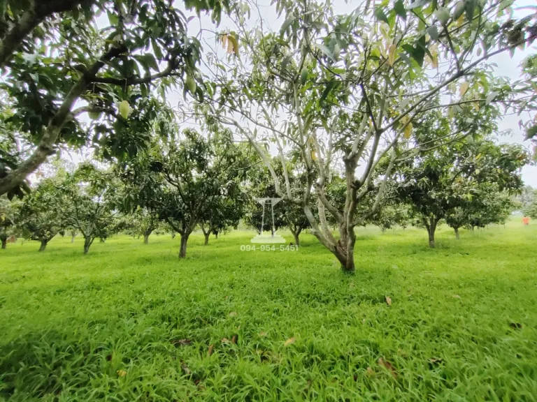 ขายที่ดินพร้อมสวนมะม่วง 5 ไร่ ถนนธนะรัชต์ ฝั่งเขาใหญ่ ใกล้สระน้ำใส ตำบลโป่งตาลอง อำเภอปากช่อง นครราชสีมา ใกล้หลวงปู่ทวดเขาใหญ่ โบนันซ่าเขาใหญ่