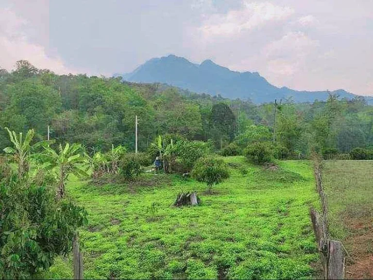 ขายที่ดินห่างดอยเชียงดาวเพียง 100เมตรวิวดอยหลวงพร้อมโอน