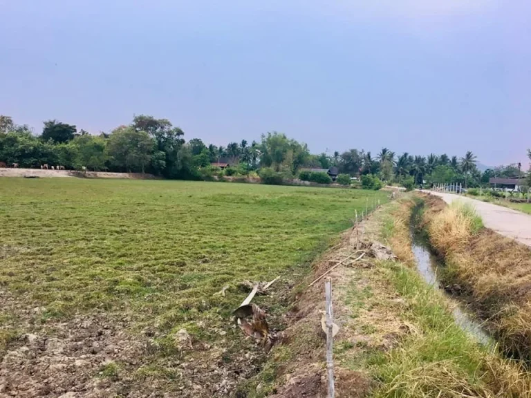 ที่ดินสวยวิวภูเขาทุ่งนาป่าตาล ในชุมชน อุดมสมบูรณ์ 3ไร่2งาน93ตรว หน้ากว้างติดถนน-คลอง ใกล้ไฟฟ้า-ประปา