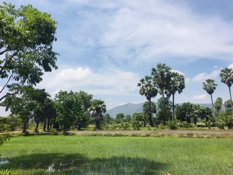 ที่ดินสวย วิวภูเขา ทุ่งนาป่าตาล บรรยากาศดีอุดมสมบูรณ์ 2ไร่68ตรว ในชุมชน-ติดถนน-คลอง-หมู่บ้าน-แหล่งเที่ยว