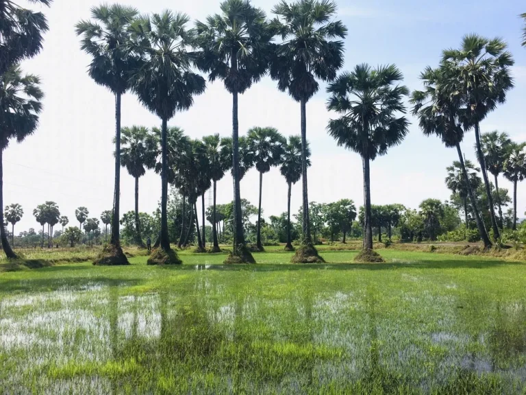 ที่ดินสวย วิวภูเขา ทุ่งนาป่าตาล บรรยากาศดีอุดมสมบูรณ์ 2ไร่68ตรว ในชุมชน-ติดถนน-คลอง-หมู่บ้าน-แหล่งเที่ยว