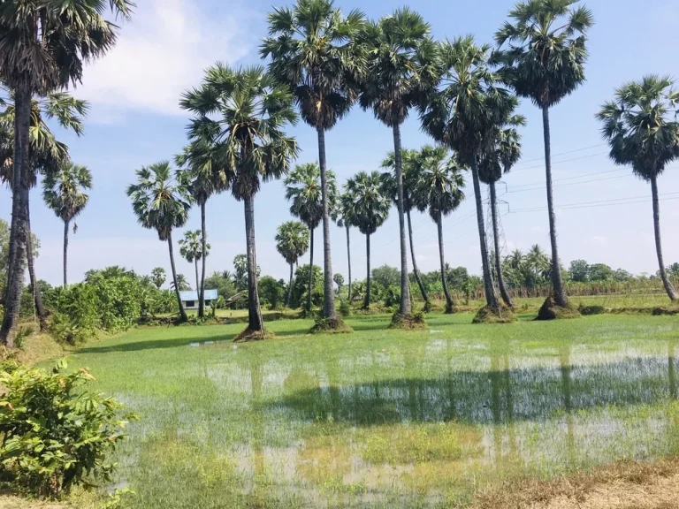 ที่ดินสวย วิวภูเขา ทุ่งนาป่าตาล บรรยากาศดีอุดมสมบูรณ์ 2ไร่68ตรว ในชุมชน-ติดถนน-คลอง-หมู่บ้าน-แหล่งเที่ยว