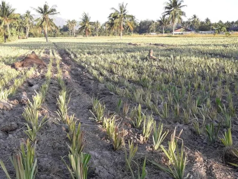 ขายที่ดิน 15 ไร่ ติดถนนเพชรเกษม ตำบลไร่ใหม่ ประจวบคีรีขันธ์