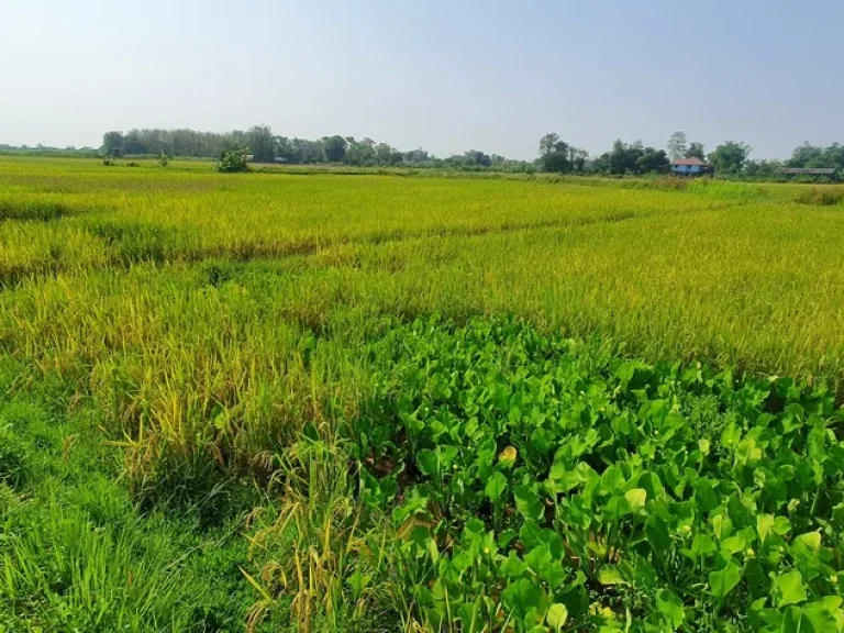 ขายที่ดินหลังสนามบินแม่ฟ้าหลวงสนใจทักมาได้นะครับใกล้แหล่งชุมชน