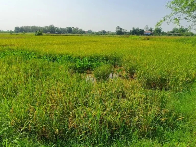 ขายที่ดินหลังสนามบินแม่ฟ้าหลวงสนใจทักมาได้นะครับใกล้แหล่งชุมชน