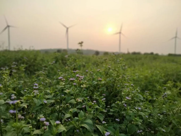 ที่ดินหลักร้อย วิวหลักล้าน อากาศดีมาก โอโซนยอดเยี่ยม ฟินน์สุดๆ