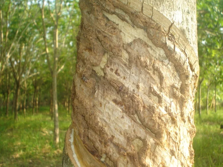 ขายด่วน ที่ดิน พร้อมต้นยาง อำเภอเมืองยโสธรจังหวัด ยโสธร 43 ไร่