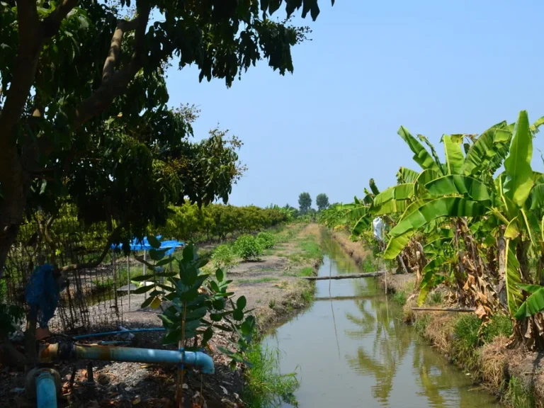 ขายที่ดินสวนลำไย 30 ไร่ บรรยากาศดี สุพรรณบุรี ติด รรกาญจนา