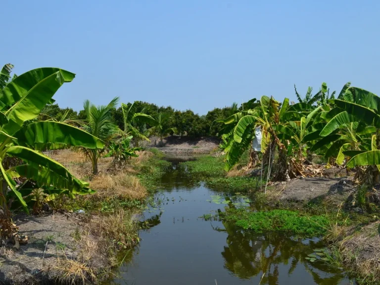 ขายที่ดินสวนลำไย 30 ไร่ บรรยากาศดี สุพรรณบุรี ติด รรกาญจนา