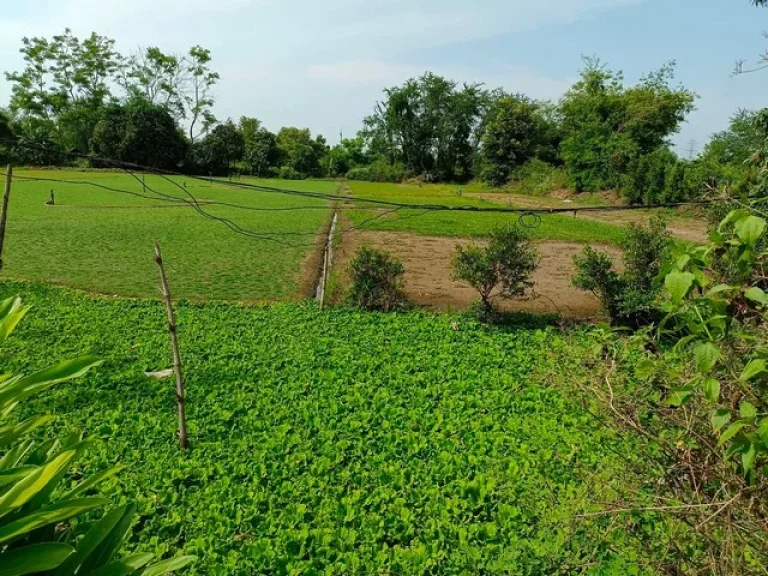 ขายที่ดิน คลอง 12 หนองเสือ 300 ตรว ทำเล เหมาะ ปลูกบ้าน ทำการเกษตร หรือซื้อเก็บไว้ในอนาคตได้