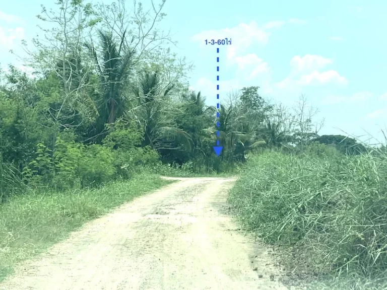 ขายที่ดินบ้านฝ้าย ตำบลหนองกระทุ่ม เมืองโคราช ใกล้ถนนบายพาส เนื้อที่ 1-3-60ไร่ห่างจากถนนบายพาส 204 ประมาณ 1กม