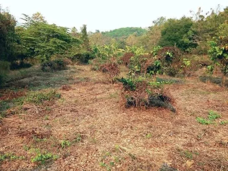 ที่ดินแปลงใหญ่ โฉนด 21 ไร่ ขายถูกเพียง 23 ลบอุตรดิตถ์