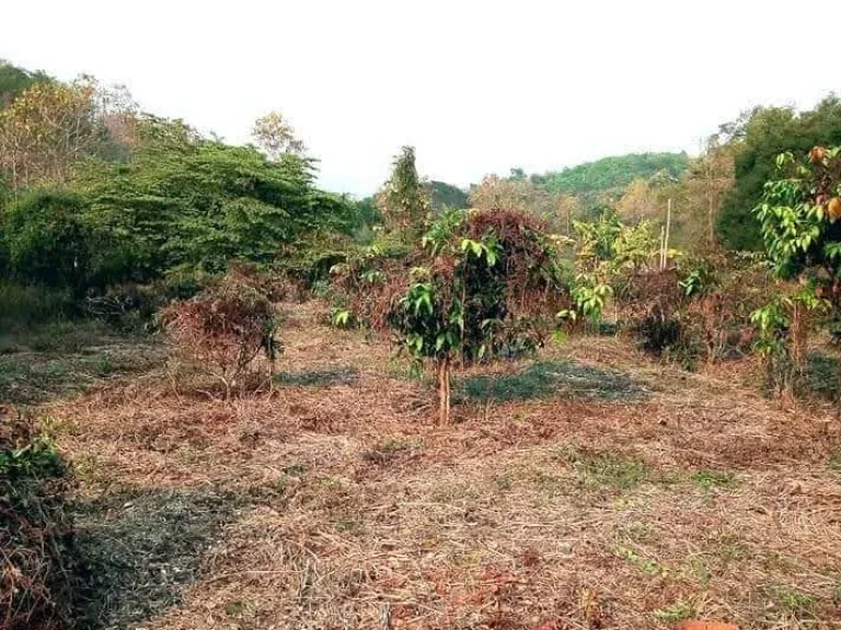 ที่ดินแปลงใหญ่ โฉนด 21 ไร่ ขายถูกเพียง 23 ลบอุตรดิตถ์