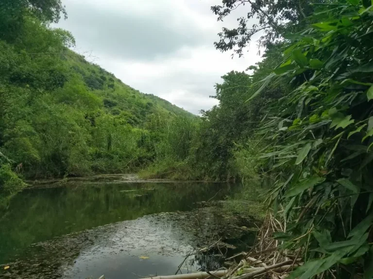 ขายที่ดิน 6-2-04 ไร่ ติดห้วย ห้วยผาก ตกลัดหลวง อท่ายาง เพชรบุรี