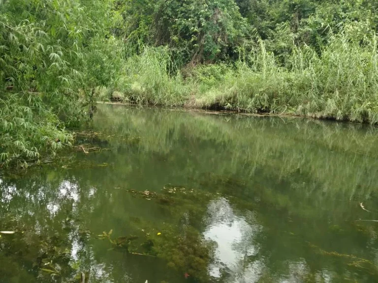 ขายที่ดิน 6-2-04 ไร่ ติดห้วย ห้วยผาก ตกลัดหลวง อท่ายาง เพชรบุรี