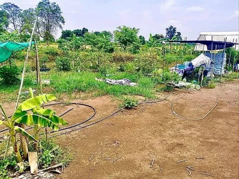 ขายที่ดินสวนเกษตร ย่านสุวินทวงศ์ เหมาะกับคนที่รักการเกษตรมีเนื้อที่เหลือปลูกบ้านพักผ่อน