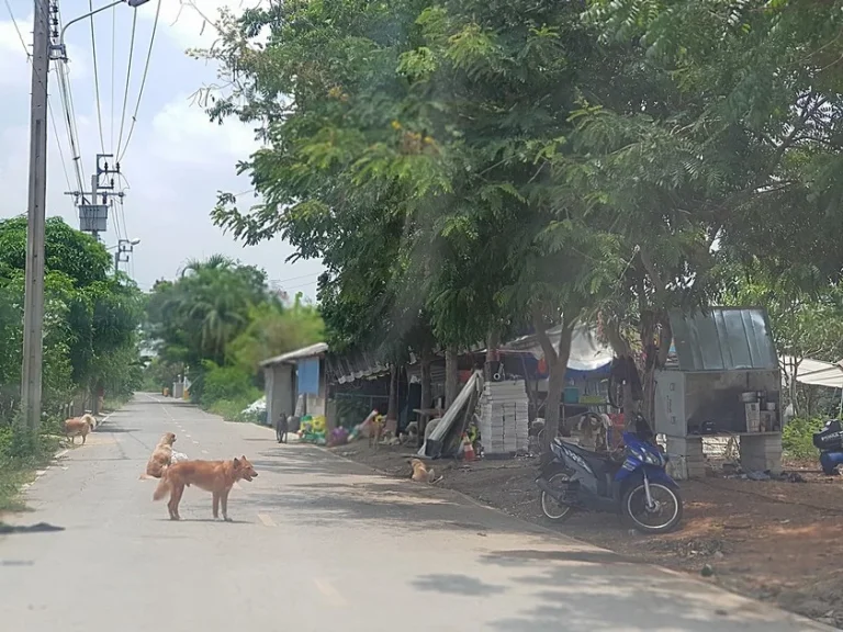 ขาย ที่ดินเปล่า ถมแล้ว อไทรน้อย จนนทบุรี 100 ตรว