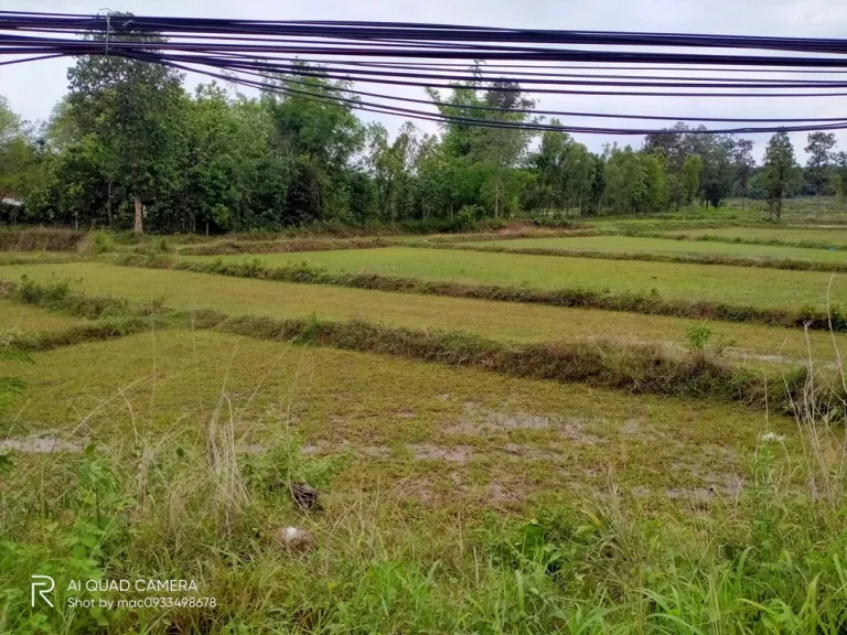 ขายที่ดินแปลงสวยติดถนนชยางกูร ราคาถูก ตคำป่าหลาย อเมืองมุกดาหาร จมุกดาหาร