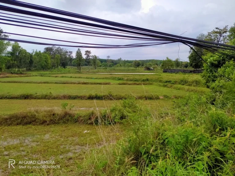 ขายที่ดินแปลงสวยติดถนนชยางกูร ราคาถูก ตคำป่าหลาย อเมืองมุกดาหาร จมุกดาหาร