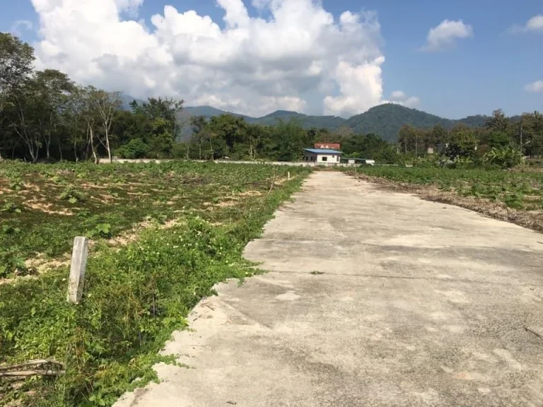 ขายที่จัดสรรบ้านโป่งพระบาทเมืองเชียงราย พื้นที่แปลงละ 1 ไร่ มีสองแปลงติด เอกสารโฉนด