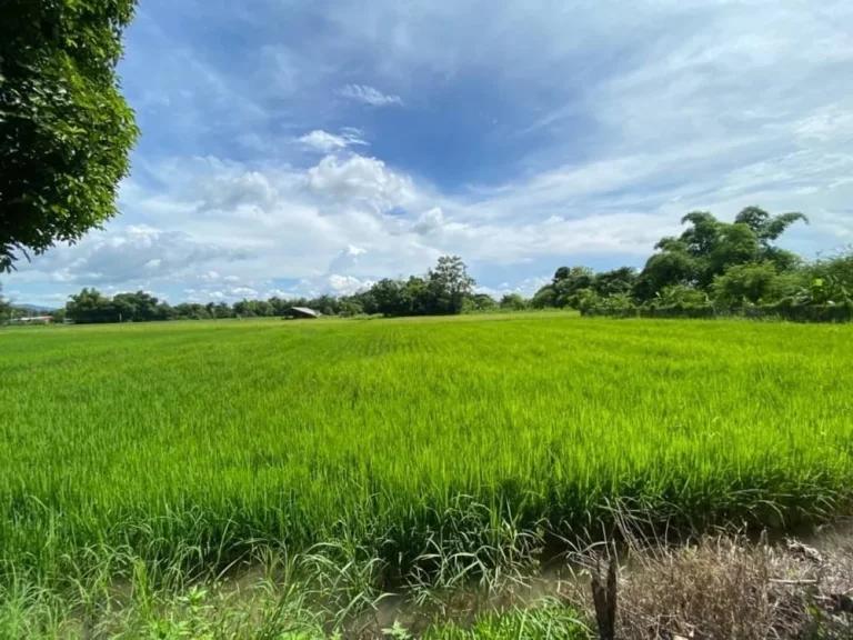 ขายด่วนที่ดินแม่ปูคา 300 ตรว อสันกำแพง เชียงใหม่